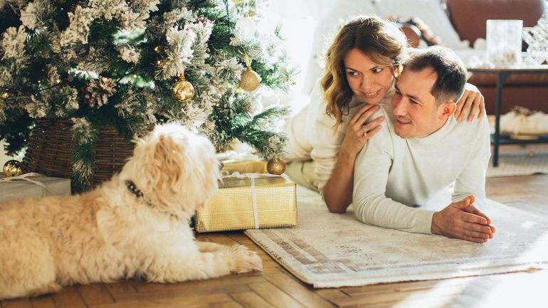Nos animaux de compagnie ont aussi droit à des cadeaux de Noël : le chiffre des animaleries décolle