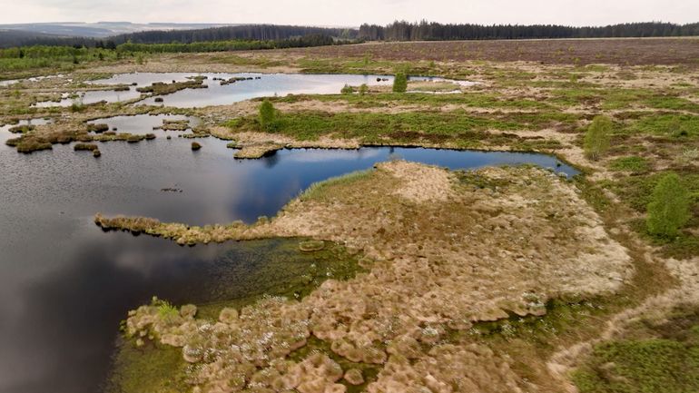 Hautes Fagnes en feu : les tourbières face à un avenir incertain