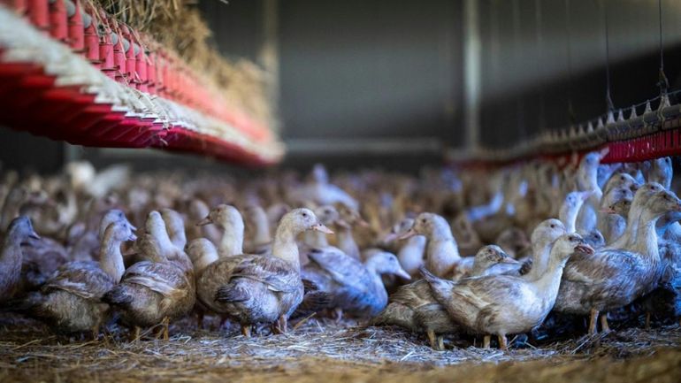 Grippe aviaire en France : le niveau de risque hissé au plus haut échelon ("élevé"), les volailles doivent être confinées