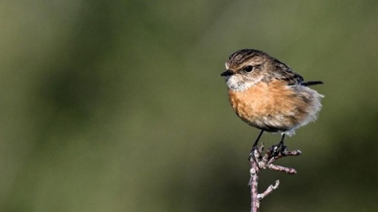 Appelée pour un chien maltraité, la police repart avec une cinquantaine d'oiseaux protégés