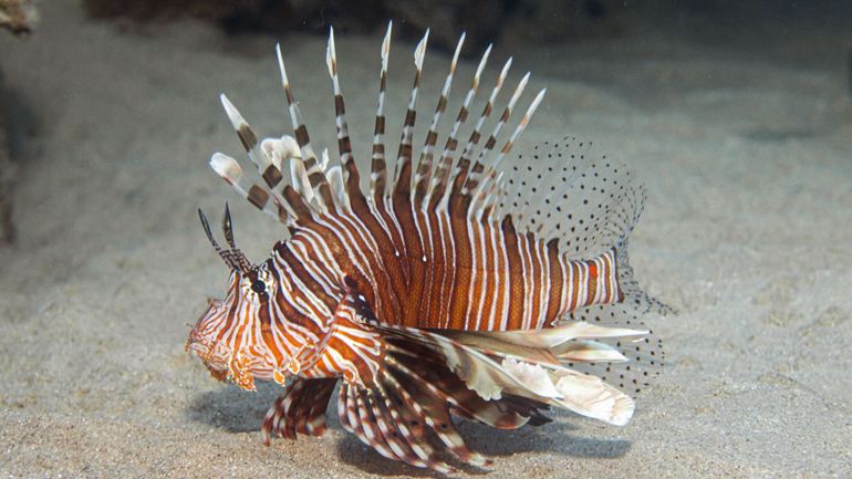 La solution pour lutter contre le poisson-lion ? Le manger