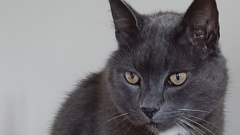 Et si les chats pouvaient nous aider à mieux soigner le cancer du sein ?