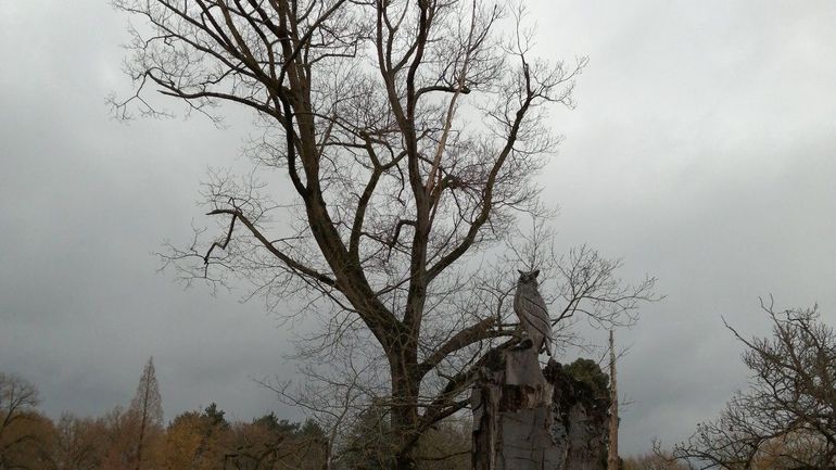 Météo en Belgique : temps gris progressivement sec ce mardi
