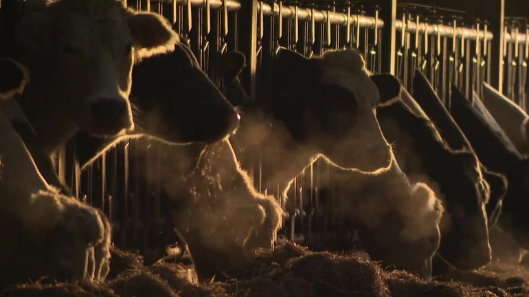 La maladie de la langue bleue a de lourdes conséquences sur les vêlages : les naissances sont en baisse La maladie de la langue bleue a de lourdes conséquences sur les vêlages : les naissances sont en baisse