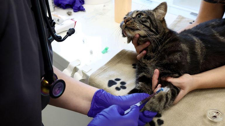 Une pénurie de sang à la clinique vétérinaire de Liège