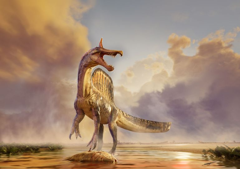 Spinosaurus mirabilis se tient au bord d'une rivière, au-dessus de sa proie, il y a environ 95 millions d'années. Une crête en forme de cimeterre et des dents entrecroisées caractérisent ce géant des eaux, l'une des dernières espèces de spinosauridés à av
