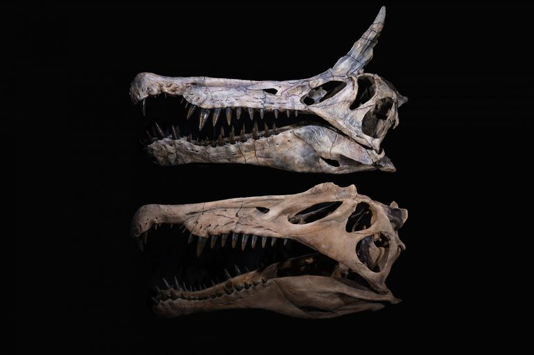 Moulages du crâne du nouveau spinosauridé à crête en cimeterre Spinosaurus mirabilis du Niger (en haut) et de son célèbre cousin Spinosaurus aegyptiacus (en bas) de la côte nord de l'Afrique.