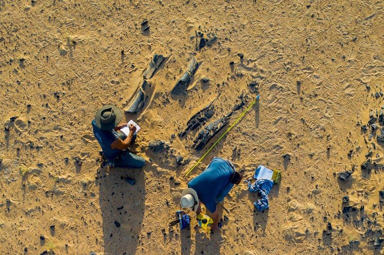 Quelques instants après leur arrivée à Jenguebi en novembre 2022, les paléontologues Paul Sereno et Dan Vidal prennent des notes sur un énorme membre postérieur d'un nouveau dinosaure à long cou, dont le fémur mesure près de 2 mètres de long.