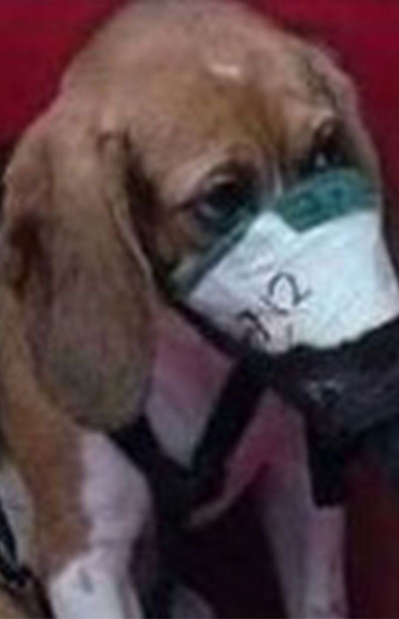 Ces images de chiots forcés d'inhaler de la fumée de cigarettes sont  trompeuses