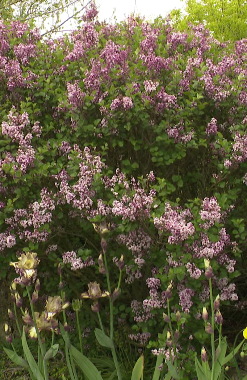 Lilas De Chine 'Palibin' Syringa Meyeri 40-60 Cm - Arbuste Parfumé Floraison Rose Clair