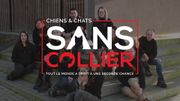 Chiens et chats sans collier