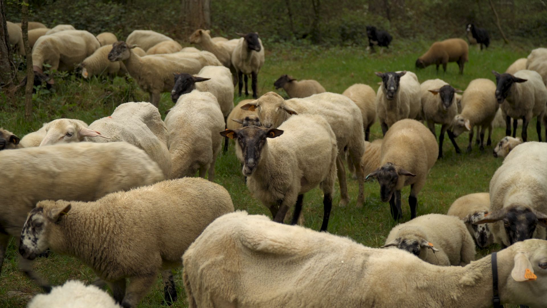 des-moutons-pour-pr-server-des-paysages-exceptionnels-quel-temps-pour
