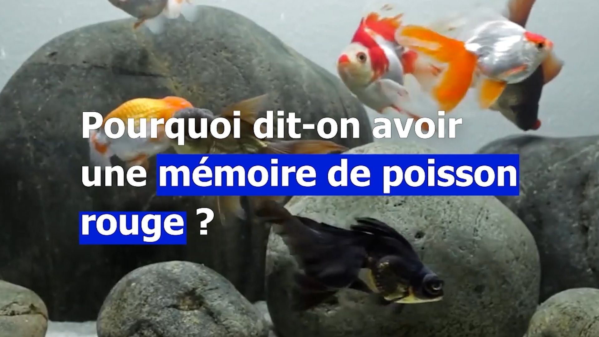Avez-vous une mémoire de poisson rouge ? - RTBF Actus