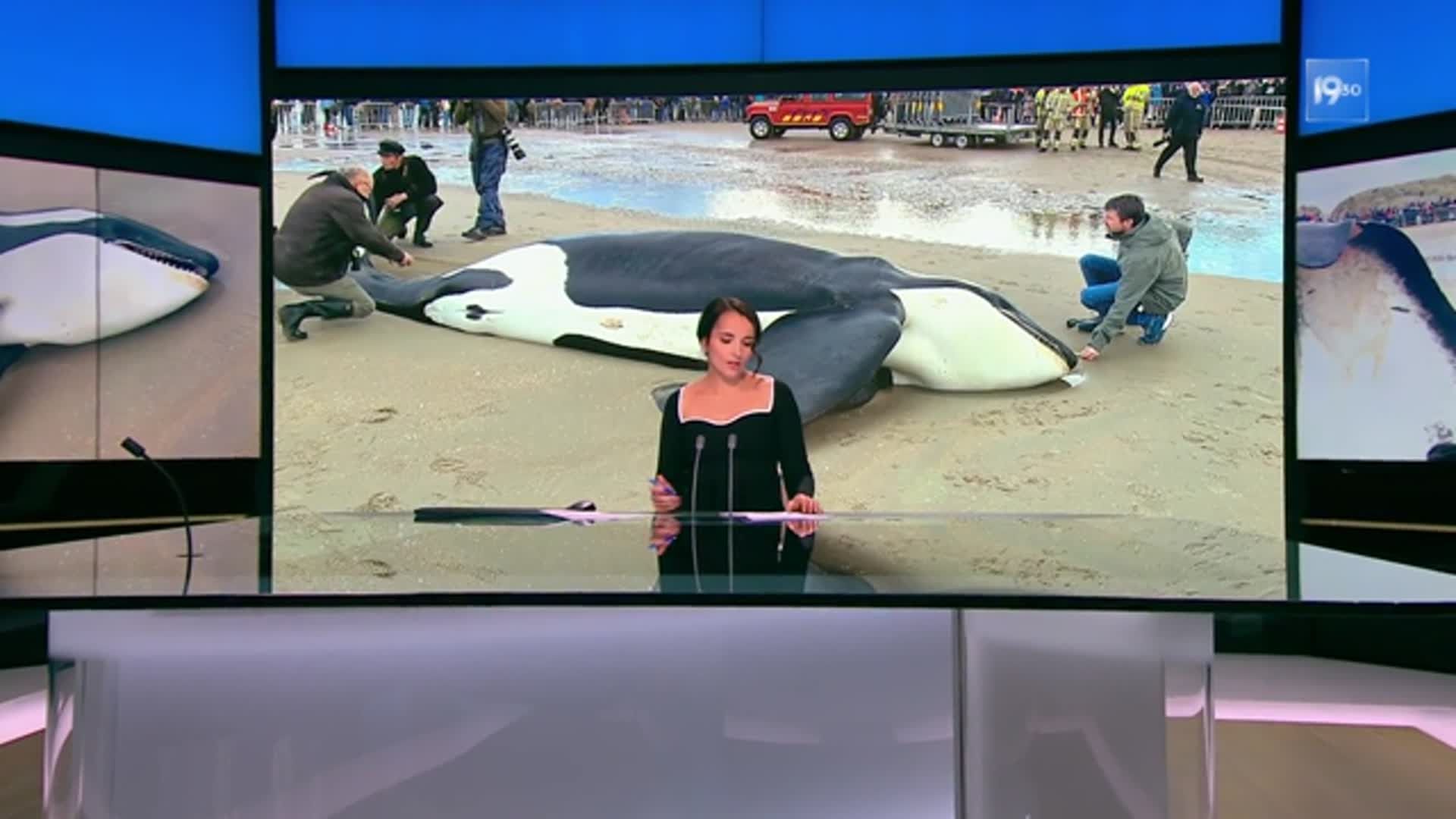 Côte belge : Une orque s échoue à La Panne - - Auvio