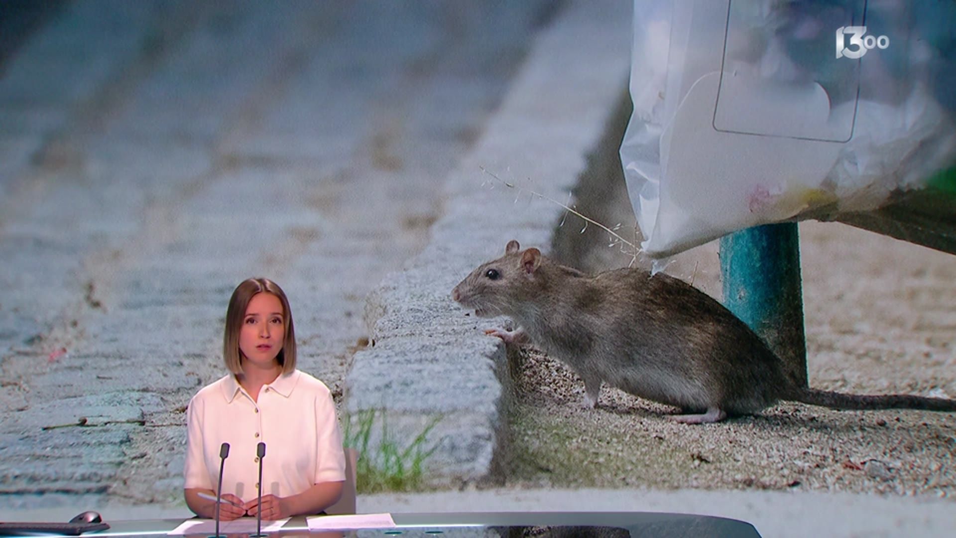 Louvain-la-Neuve / Pourquoi les rats prolifèrent dans la cité ...