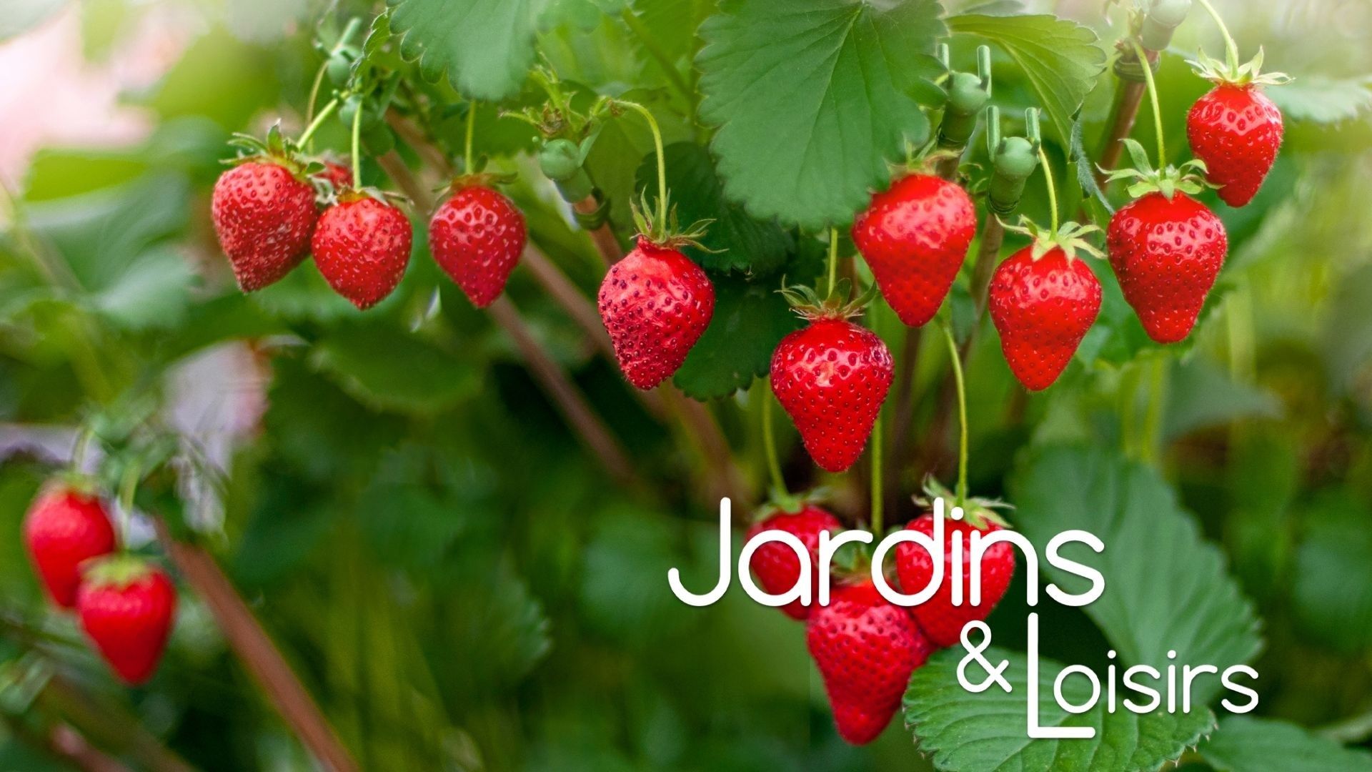 Les étapes essentielles pour la culture de la fraise - A vous des ...