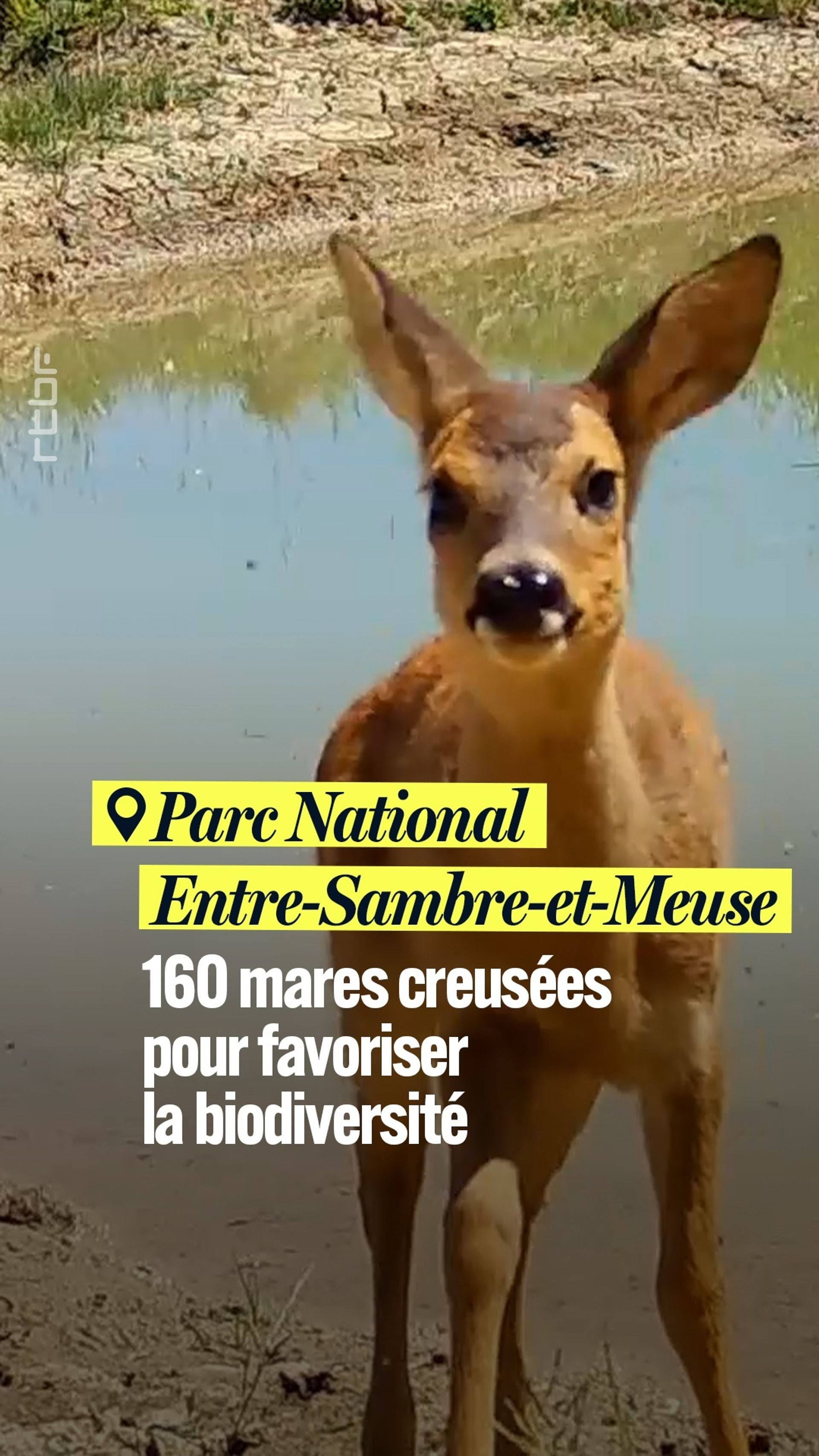 Parc d'Entre-Sambre-Et-Meuse : 160-mares pour la biodiversité