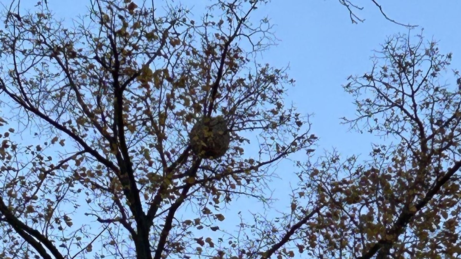Que faire si vous découvrez un nid de frelons asiatiques dans un arbre — free download