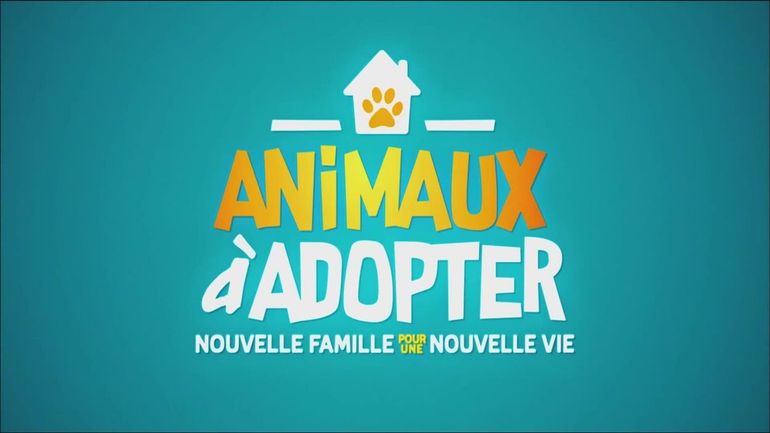 Animaux à adopter