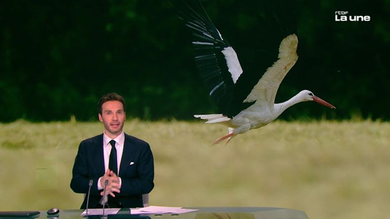 Dérèglement climatique / Le retour précoce des oiseaux migrateurs