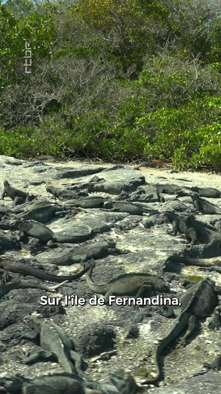 Galapagos, les iguanes marins