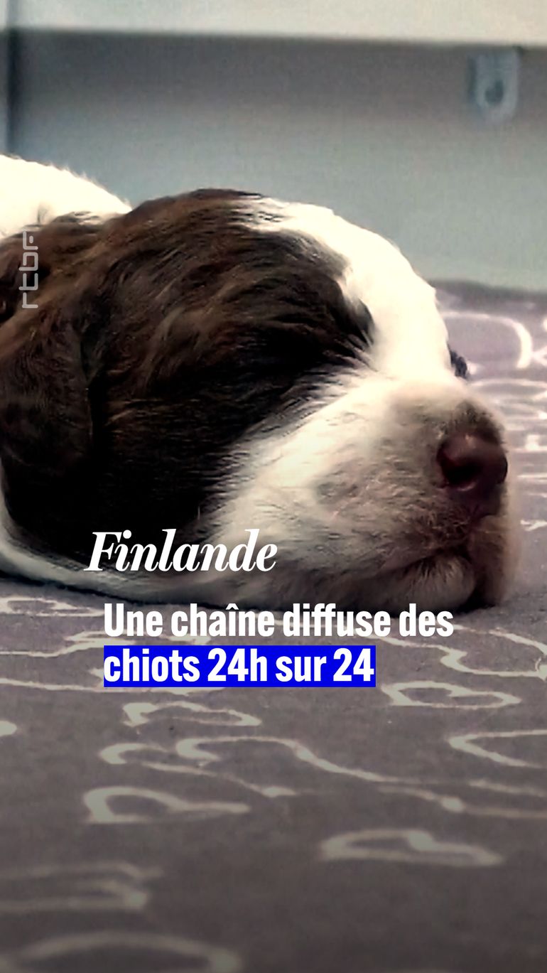 En Finlande, des chiots diffusés H24 pour se détendre