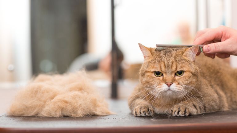 Le 6/8 - Comment aider son chat à limiter les désagréments de la chute des poils ?