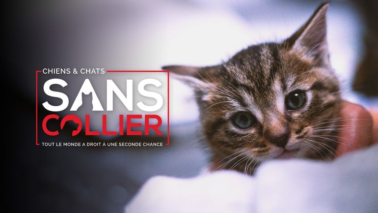 Chiens et chats sans collier