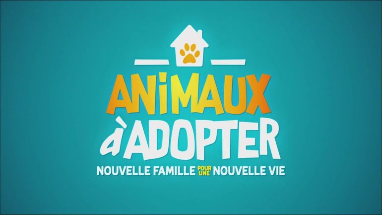 Animaux à adopter Animaux à adopter