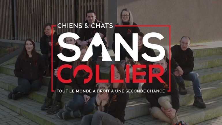 Chiens et chats sans collier ( france ) Chiens et chats sans collier ( france )